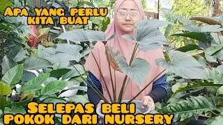 apa yang kita perlu buat selepas beli tanaman dari nursery