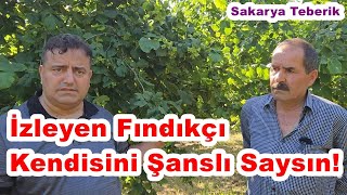 Sakarya - Fındık Gübreleme - Fındık Bahçesi Bakımı - Fındıkta Her Yıl Yüksek Verimin Kuralları