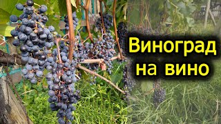 Збір винограду на вино. Виноград 2021