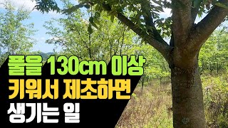 풀을 130cm 이상 키워서 제초를 하면 생기는 일 | 나무대장🌳 나무농사의 모든것