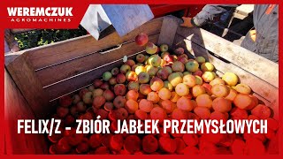 Zbiór jabłek przemysłowych kombajnem FELIX/Z - sezon 2024