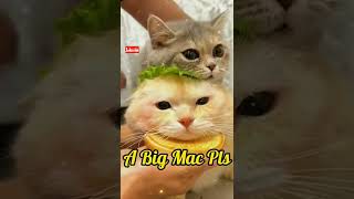 Cats In Burger Mac 😲😲😉😉😉😉😘😘😃😃😃😝😝😝