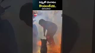 పేలుతున్న పటాకులను ఇంట్లోకి తీసుకెళ్లిన కుక్క...