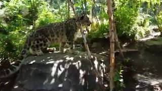 Snow leopard🐆at Central Park Zoo, New York. 紐約中央公園動物園雪豹。