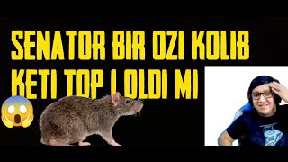 SENATOR TURNIRDA BIR OZI KOLIB KETI TOP OLADI MI ?/TEZ KORING #senatorpubgm