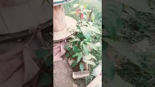 plantation experiment  success #faisalabad #plants #plant #experiment #vlog