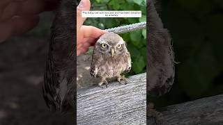 This baby owl was rescued and has been adopted by a family. #animalshorts