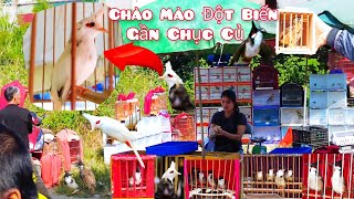 Bắt Gặp Chào Mào Mồi Đột Biến Tại Chợ Chim Lạng Sơn Có Giá Cực Khủng