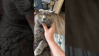 When Is Your Cat ANGRY?😾 Try Not To Laugh With This Funny Cat!😂