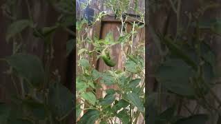 4 month serrano pepper plant update