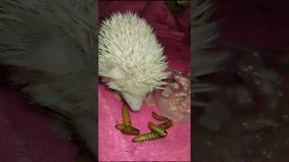 😅Ёжики альбиносы не слепые‼️. Cute hedgehog. #ezhikafro #hedgehog #albino #cuteanimals #funnyvideo