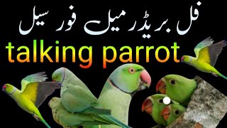 Bolny wala Mitu for sale /talking parrot