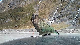 New Zealand Keas. The clowns of the mountains