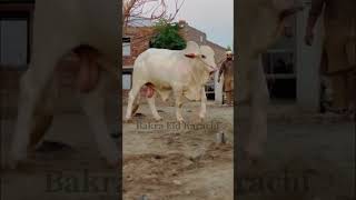 BEAUTIFUL BULL 🐂 BAKRA EID COW MANDI 2024 #Qurbani