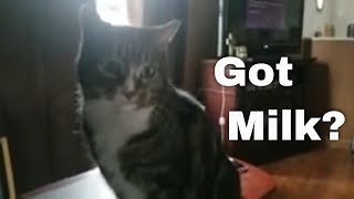 Cat drinks milk with paw!