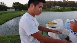 Jade perch and silver perch. Feeding time on a grow out farm in Australia.