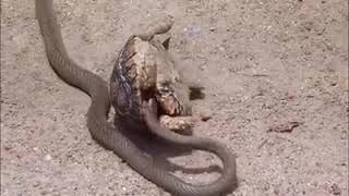 OMG ! The Rare Case of Nature Snake vs Turtle fight Watch