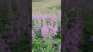 Цветы на Яхорине: Горный оазис 🌸🏔️ #asmr #nature #jahorina