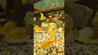 Best Golden Barb Tank #aquarium #fishaquarium #aquariums