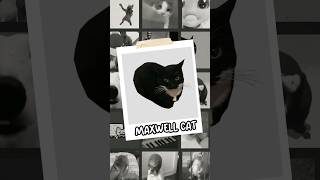 Maxwell Cat / Memes En 33 Segundos #maxwell #maxwellthecat #gatomaxwell #axlbv #memesen33segundos