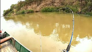 pescaria de piau na ceva muito produtiva- pescaria no rio São Francisco