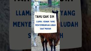 Llama: Hewan yang meludah saat marah