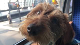 Dachshund Leylah riding the Train at the Berlin Hauptbahnhof  HBF BERLIN