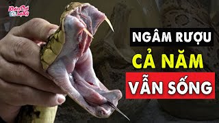 ⚠️Độc lạ trung quốc: Rắn ngâm rượu cả năm vẫn sống dậy cắn chết người| Khám Phá Lạ Kỳ