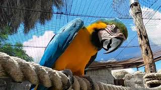 World Parrot Day