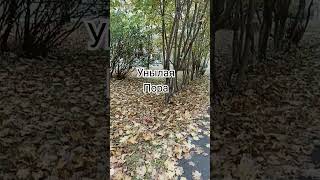 #shortvideo #улица #nature #звук #звукиулиц #звукиводы #осень