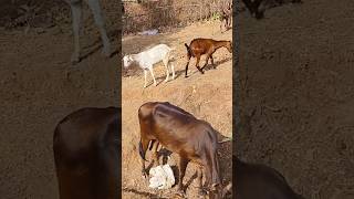 Gaon ki bakri #jayavlog999 #trendingshorts #newvideo #shortvideo #newshorts #jayavlog #trendingvideo