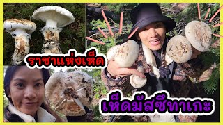 8 ชั่วโมง ขับรถไปกลับ หาเห็ด มัสซึทาเกะ Matsutake ใจไม่รักทำไม่ได้นะ