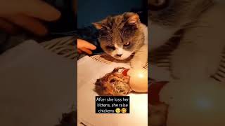 Mother Cat Raised Chickens #shorts #petsofyoutube