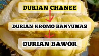 MENGENAL APA ITU DURIAN BAWOR ?