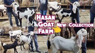 New Collection of Hyderabadi Bakriya @ Hasan Goat Farm| Charminar Murgi Chowk| Hyderabad