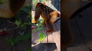 Adorable Rhinopithecus indulging in juicy pear: Watch this cute primate snack away! #shorts