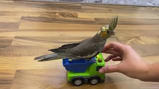 Cutest Cockatiel ever ❤️ playing with toys