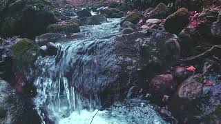 4K Forest Stream  Sound ,Birds Chirping  for sleeping and relaxation