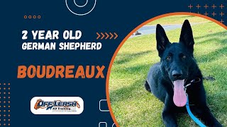 German Shepherd, 2 y/o, “ Boudreaux” | Best German Shepherd Obedience Training