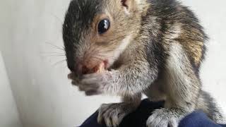 Ardilla comiendo semillas del fruto del Cacao