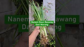 Nanem Daun Bawang Dari Warung