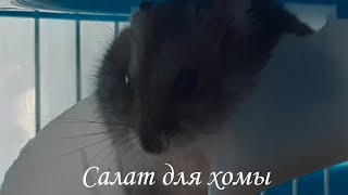 Овощной ужин для Куки 🐹 |Салат для хомячка 💜 | Хомкины будни❤