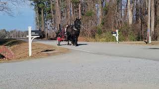 Percheron Gelding Driving