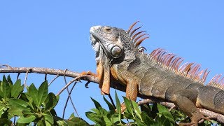 Green Iguanas Climb 01 Footage