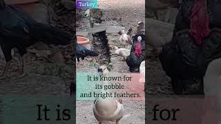 Facts about turkey bird #shortvideo #shortyoutube #trending #birdlovers