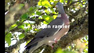 Le pigeon ramier