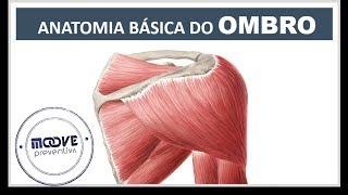 1a aula = ANATOMIA BÁSICA DO OMBRO