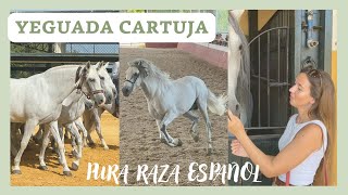 YEGUADA CARTUJA. CABALLOS PURA RAZA ESPAÑOLA estirpe CARTUJANA en JEREZ🐴 CARTUJA HIERRO DEL BOCADO