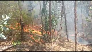 Incendio intencional Florida (Bío Bío) 2017