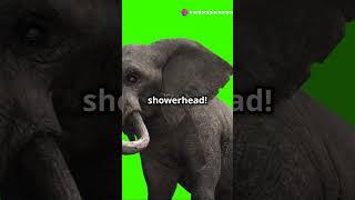 Mind-Blowing Elephant Trunk Facts! #facts #shorts #short #viralvideo #cr7 #cocomelon #wildlife